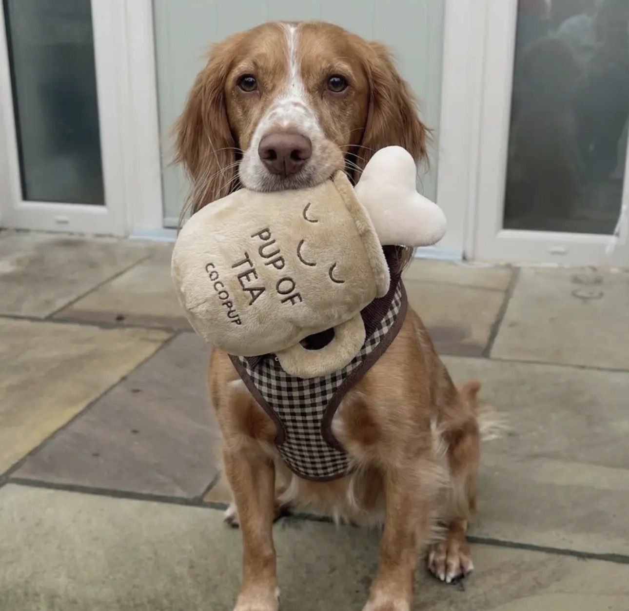 Pup Of Tea Hondenspeeltje - Afbeelding 3