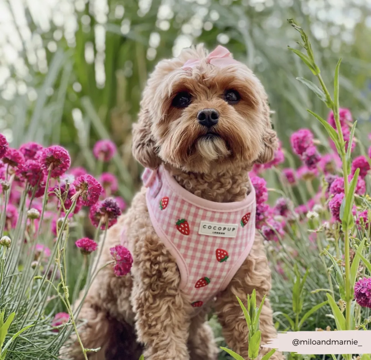 Cocopup London Strawberry Picnic Pup Verstelbaar Hondentuigje - Afbeelding 7